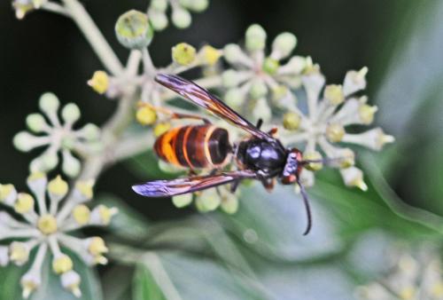 Vespa velutina